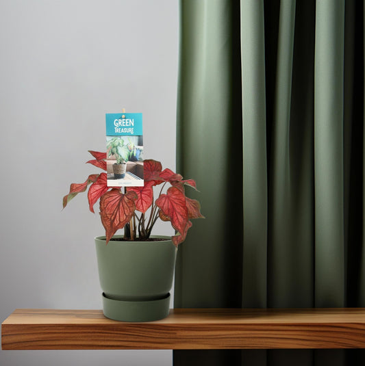 Caladium Rot – Angel Wings – Ø12cm – ↕25cm – Tropische Zimmerpflanze mit roten Blättern – Pflegeleicht & dekorativ – Für halbschattige Standorte 