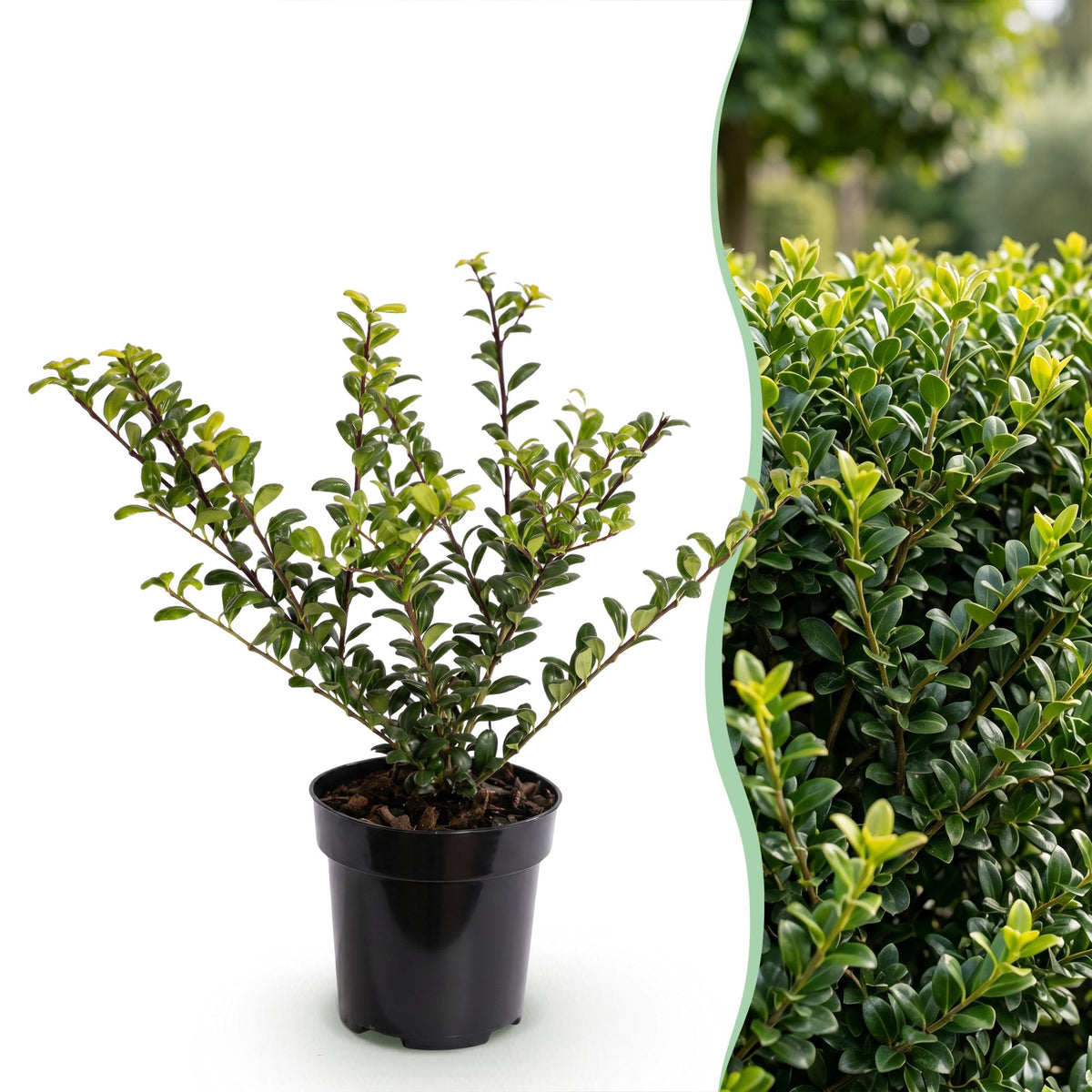 Japanische Stechpalme 'Golden Gem' – Ilex crenata 'Golden Gem' – 16 Heckenpflanzen – Topf Ø9cm – Ansicht 3