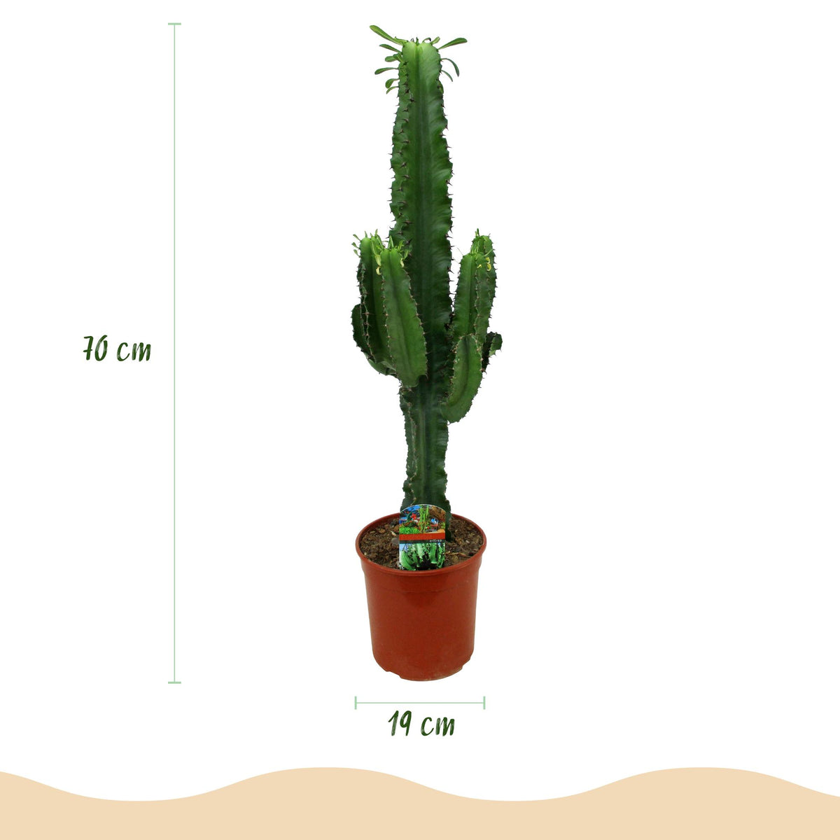 Wolfsmilchkaktus Euphorbia Eritrea – Afrikanischer Milchbaum – 70cm – 19cm – Pflegeleichte Sukkulente mit markanten Stängeln – Robuste Zimmerpflanze 