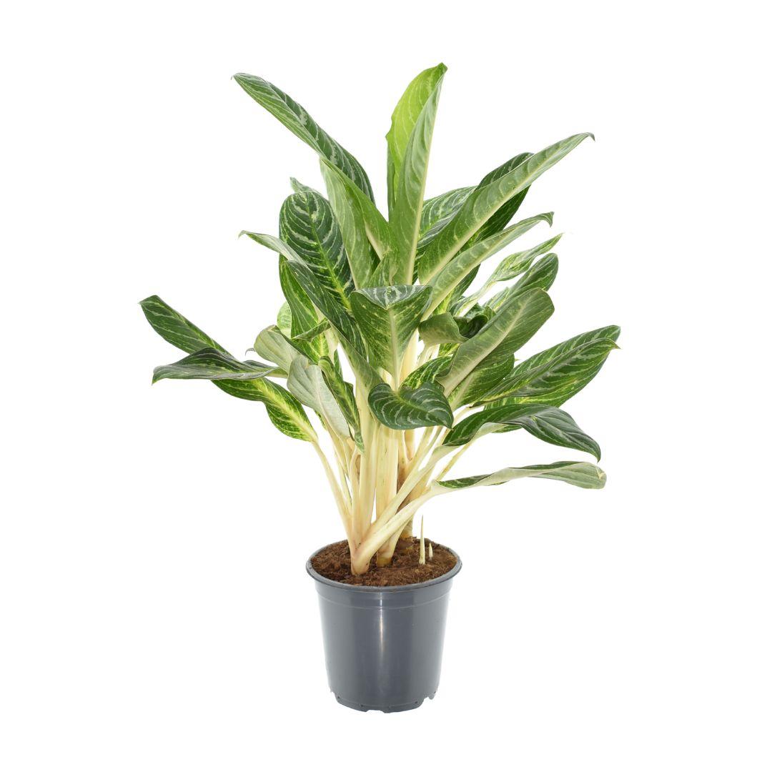Aglaonema Keylime - Ø21cm - ↕70cm 