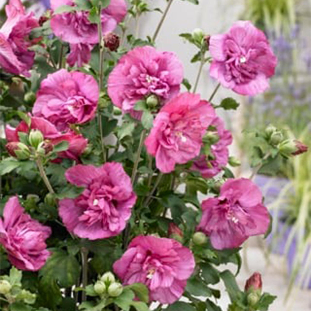 Hibiscus syriacus Magenta Chiffon – Blühende Stamm-Pflanze mit magentafarbenen Blüten – Laubabwerfend & pflegeleicht – Topf Ø19 cm – Höhe ca. 90 cm – Für Terrasse & Balkon 