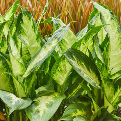 Green boutiQ - Zimmerpflanzen - Diefenbachia Camilla - Dieffenbachia - Wenig Pflege - mit Korb - Bunt - 1 Pflanze - Topf 17cm - Höhe 45-50cm 