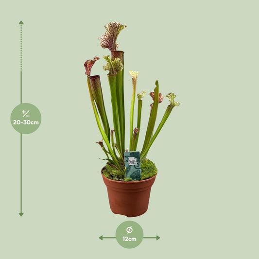 Schlauchpflanze Sarracenia 'Judith Hindle' – Karnivore Zimmerpflanze – Ø12cm – ca. 30cm hoch – Exotisch & pflegeleicht – Für helle bis halbschattige Standorte 