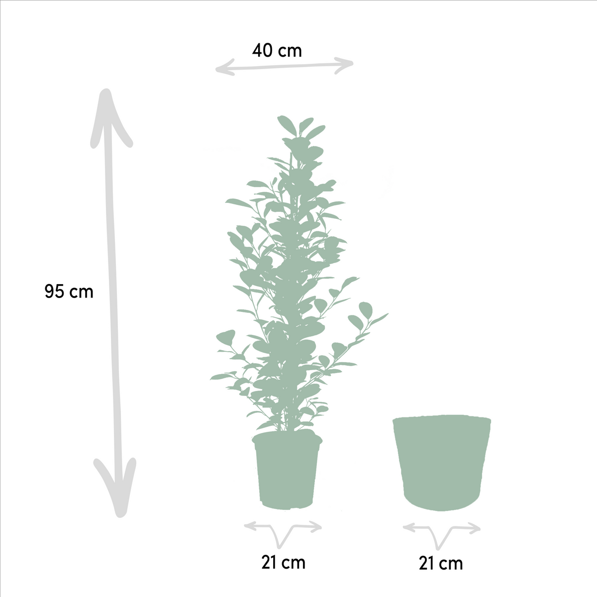 Ficus microcarpa Moclame - Ø21cm - ↕95cm + Korb Selin 