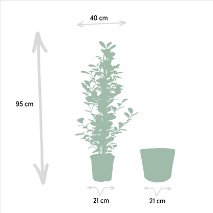 Ficus microcarpa Moclame - Ø21cm - ↕95cm + Korb Selin 