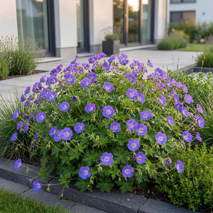 Storchschnabel 'Rozanne' – Geranium 'Rozanne' – Topf Ø11cm – Bienenfreundliche Staude für Garten & Balkon – Ansicht 5