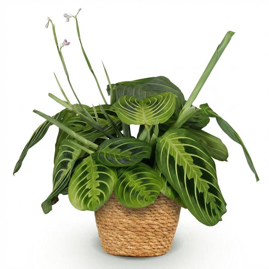 Green boutiQ - Zimmerpflanze - Maranta Fascinator Lemon Lime - Gebetspflanze - Haustierfreundliche Pflanze - Grün - 1 Pflanze - mit Korb - Topf 12cm - Höhe 25cm 