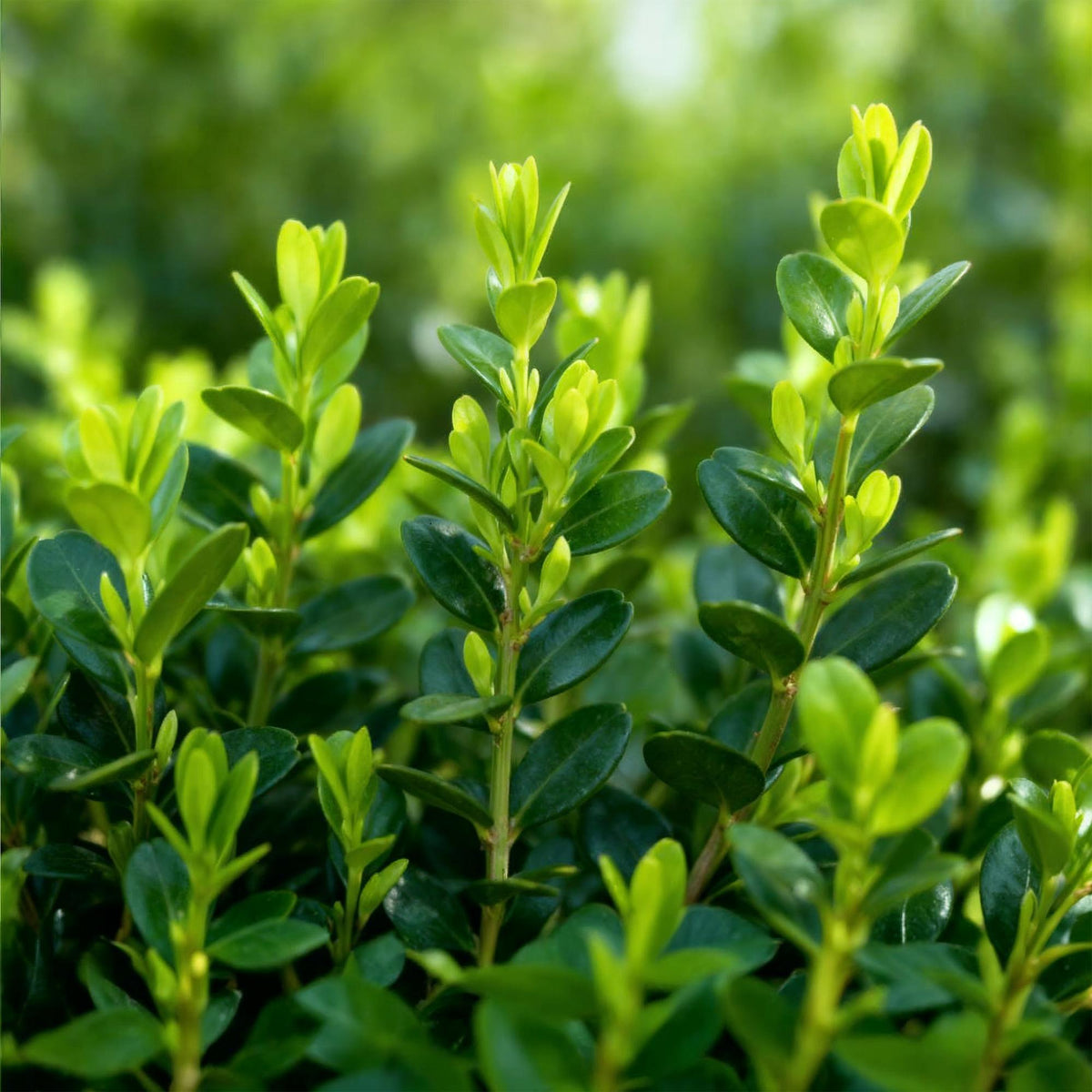 GreenboutiQ - Buxus Hecke - BetterBuxus Babylon Beauty - Resistenz gegen den Buxus-Schimmel - 6 Pflanzen - 1 laufender Meter - Topf 13cm Höhe 30-35 