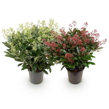 GreenboutiQ - Terrassenpflanze - Skimmia japonica Duo - Blüte Weiß & Rot - 40+ Blüten - 2 Pflanzen - Winterhart - Topf 19cm Höhe 60cm 