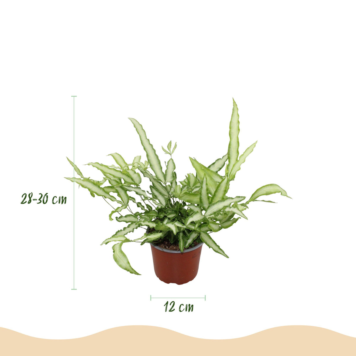 Green boutiQ - Zimmerpflanze - Pteris cretica Albolineata - Schwertfarn - Haustierfreundliche Pflanze - Grün - 1 Pflanze - mit Potter Weiß - Topf 12cm - Höhe 20cm 