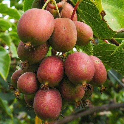Green boutiQ - Fruit Plant - Actinidia deliciosa Ken's Red - Kiwi Plant - Female - Red Fruit - 2 Plants - Pot 15cm - Height 50cm 