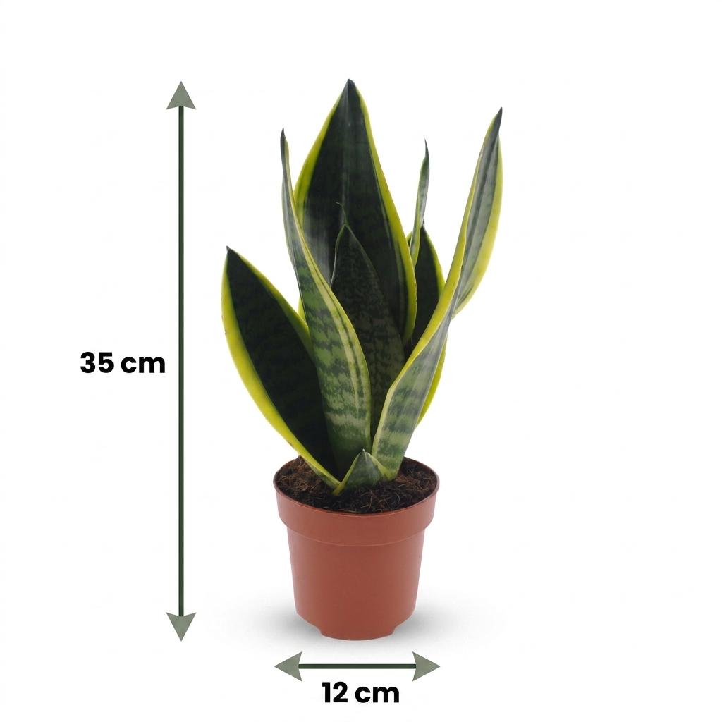 Bogenhanf Sansevieria trifasciata Future Superb – Ø12cm Höhe 35cm – mit weißem Dekotopf – Ansicht 5