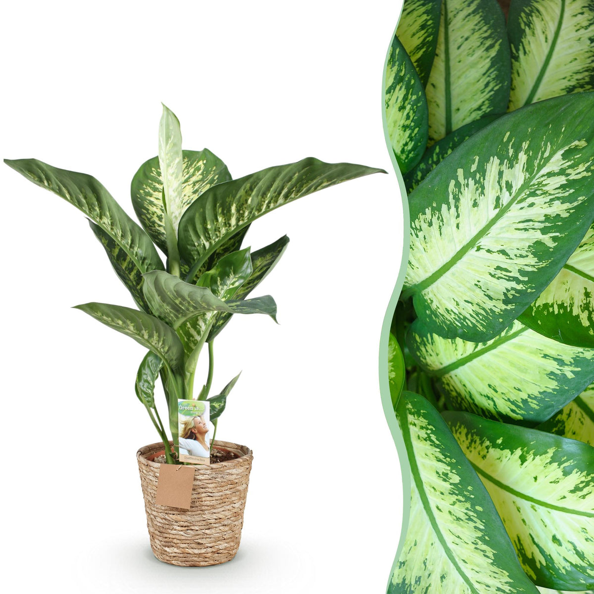 Green boutiQ - Zimmerpflanzen - Diefenbachia Tropic Snow - Dieffenbachia - Wenig Pflege - mit Korb - Bunt - 1 Pflanze - Topf 21cm - Höhe 90-100cm 
