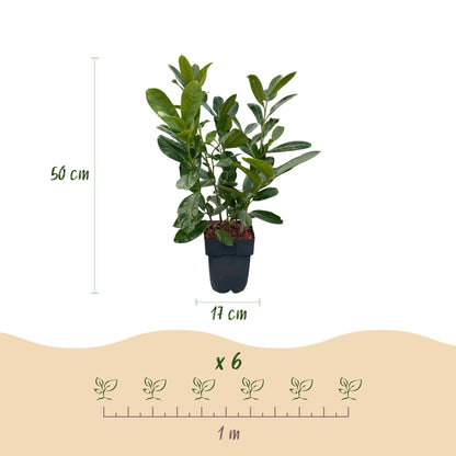Kirschlorbeer Prunus laurocerasus Rotundifolia – Immergrün – Heckenpflanze – Blatt grün – 6 Pflanzen – 1  laufender Meter – 17 cm Höhe 50 cm 