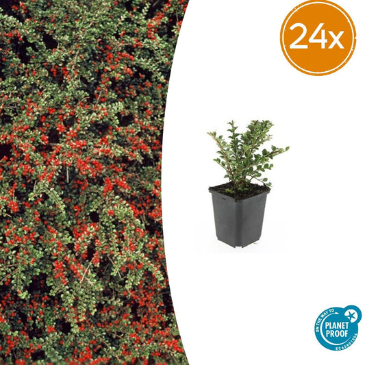 Cotoneaster horizontalis – 24 Pflanzen – ↕10-25 cm – Ø9 cm – Winterharter Zierstrauch – Rote Beeren – Pflegeleicht & Vogelfreundlich 