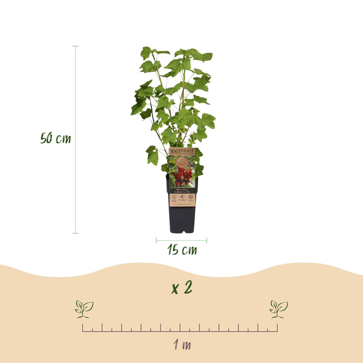 Green boutiQ - Fruit Plant - Ribes - Rubes-Vaccinium Mix - Rainbow - Hardy - Red Currant - Black Raspberry - Yellow Raspberry - Blueberry - 4 Plants - Pot 15cm - Height 50cm 