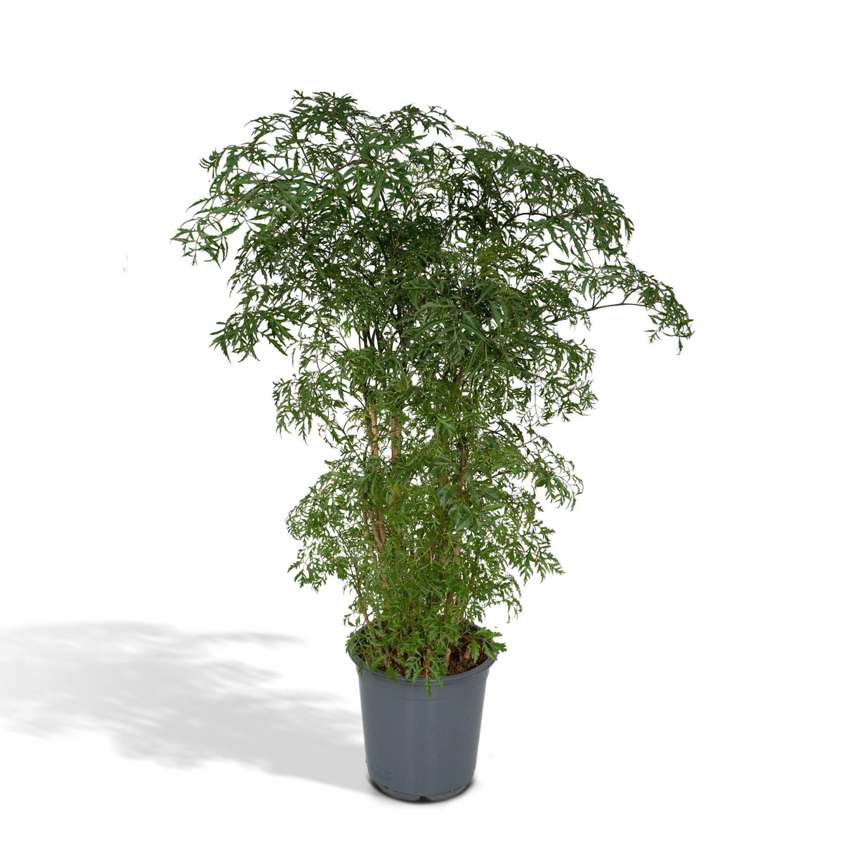 Polyscias Fruticosa (Aralia) - Ø21cm - ↕75cm 