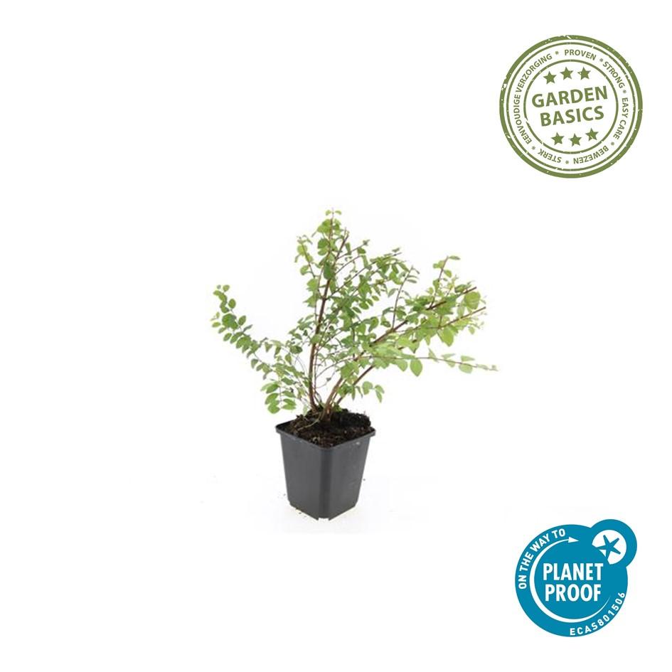 Niedrige Purpurbeere Symphoricarpos ch. 'Hancock' – 6 Pflanzen – Winterharter Strauch – Weiße Blüten & Beeren – Ø9cm – ↕10–25cm – Pflegeleicht & Wetterbeständig 