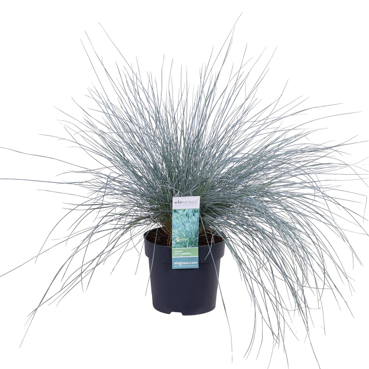 Blauschwingel-Gras - Festuca glauca Azura Blue - Ø14cm - ↨30cm 