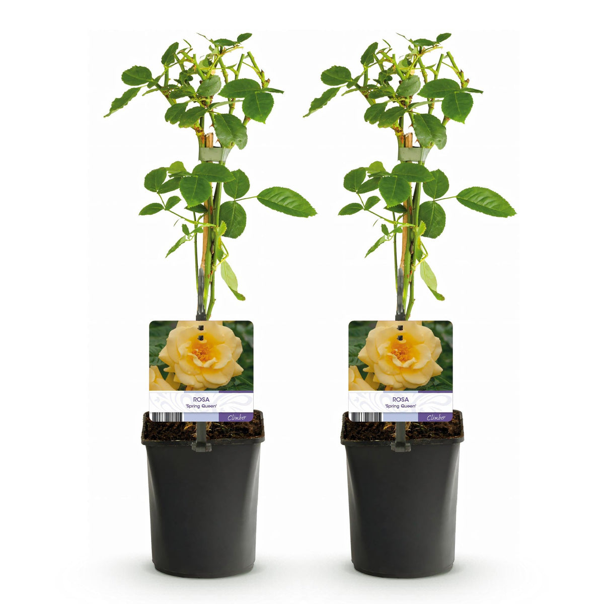 Kletterrose Rosa Spring Queen – Gelb – Pflegeleicht – 2 Pflanzen – 11cm x H40cm – Duftende Rosen für Garten, Balkon & Terrasse 