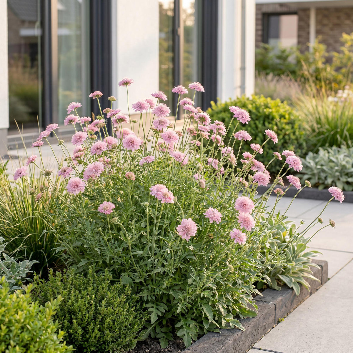 Skabiose 'Pink Mist' – Scabiosa columbaria 'Pink Mist' – 3 Pflanzen – Topf Ø11cm – Ansicht 6