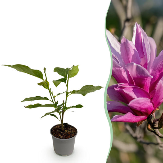 GreenboutiQ - Gartenpflanze - Magnolia liliiflora Nigra - Blüte Lila - 1 Pflanze - Laubabwerfend - Geringer Pflegeaufwand - Topf 12cm Höhe 30cm 