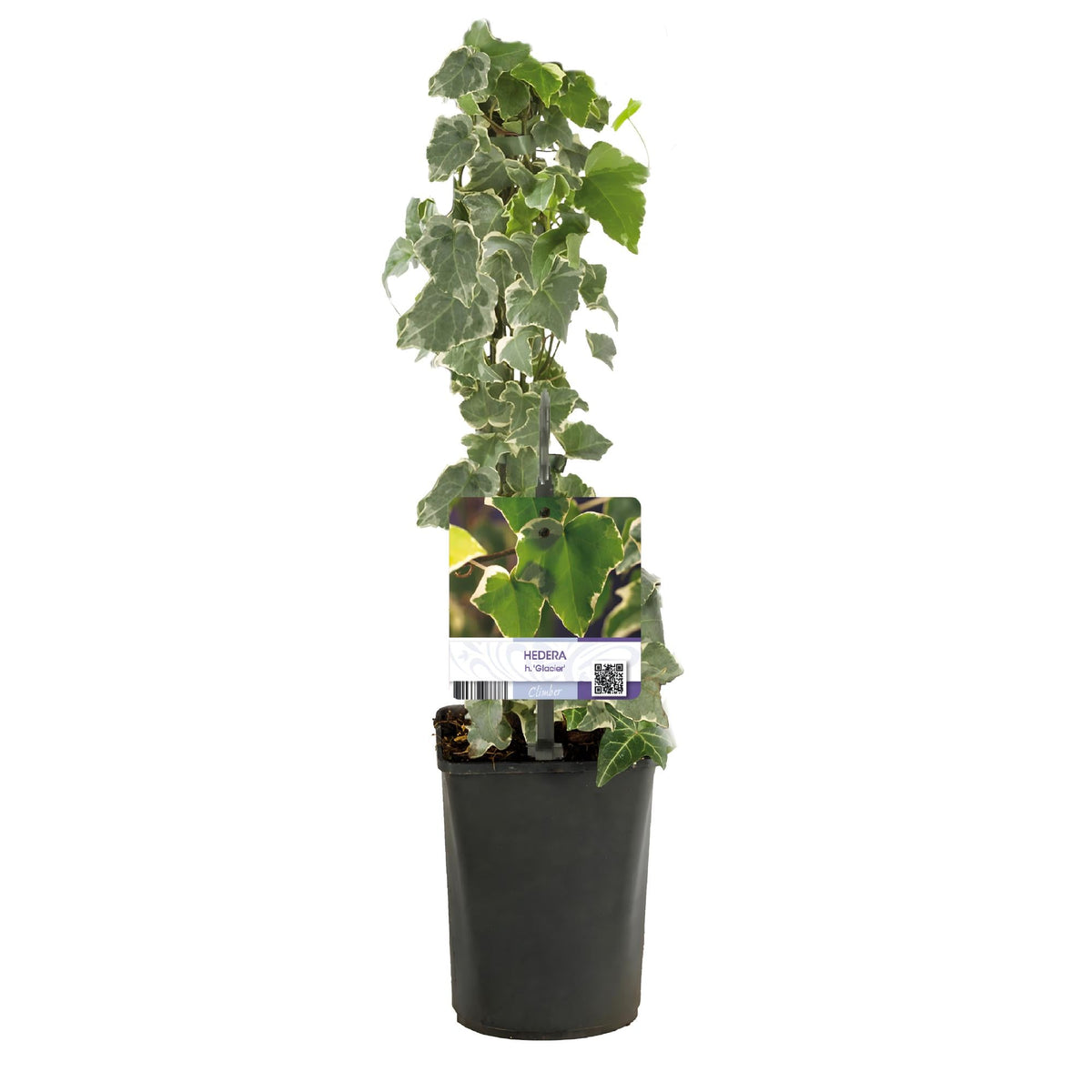 Kletterpflanze Hedera helix 'Glacier' – 2 Pflanzen – Immergrün – Blatt bunt – 11 cm – Höhe 40 cm – Efeu für Innen & Außen – Hängeampeln & Bodendecker 