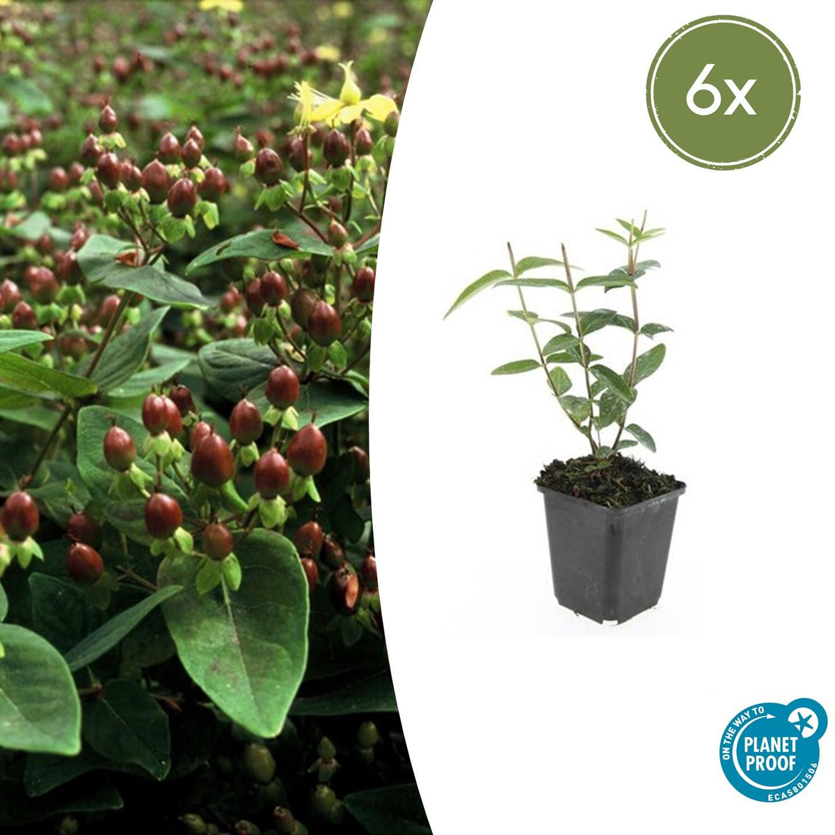 Duftloses Johanniskraut Hypericum inodorum – ↕10-25cm – Ø9cm – 6 Pflanzen – Gelb blühender Zierstrauch, Winterhart & Pflegeleicht 