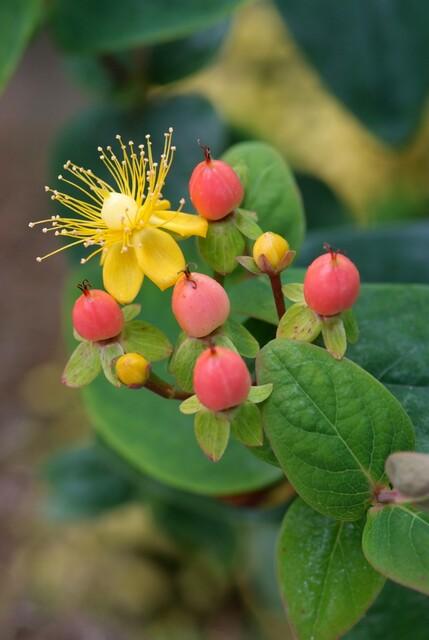 Hypericum inodorum 'Annebel' – 24 Pflanzen – ↕10-25 cm – Ø9 cm – Kompakter, winterharter Strauch mit gelben Blüten – Pflegeleichter Bodendecker & Beetpflanze 