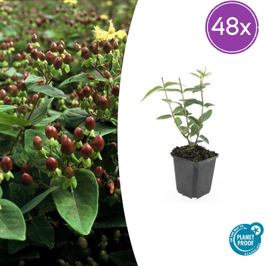 Hypericum inodorum – 48 Pflanzen – ↕10-25cm – Ø9cm – Gelbblühendes Johanniskraut – Winterhart, pflegeleicht & vielseitig – Für Beete, Hecken & Bodendecker 