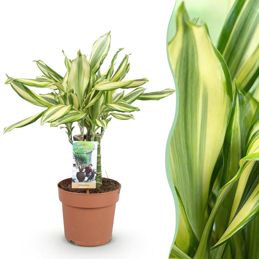 Green boutiQ - Zimmerpflanzen - Dracaena fragrans Diamond Dream - Drachenbaum - Wenig Pflege - Bunt - 1 Pflanze - Topf 17cm - Höhe 50-55cm 