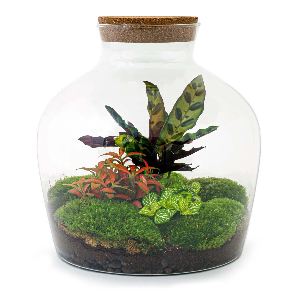 Flaschengarten - DIY Bausatz - Terrarium - Fat Joe Rot - ↕30cm 