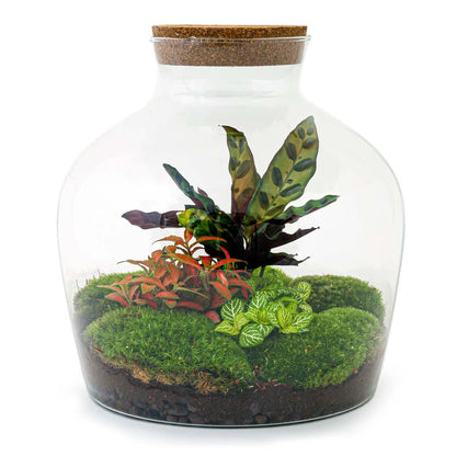 Flaschengarten - DIY Bausatz - Terrarium - Fat Joe Rot - ↕30cm 