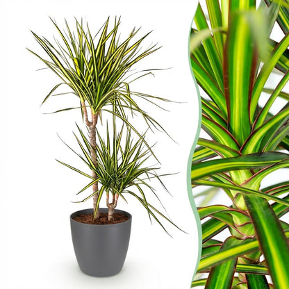 Green boutiQ - Zimmerpflanzen - Dracaena Sunray - Drachenbaum - Wenig Pflege - Grün - Gelb - 1 Pflanze - mit Potter Grau - Topf 21cm - Höhe 90-100cm 