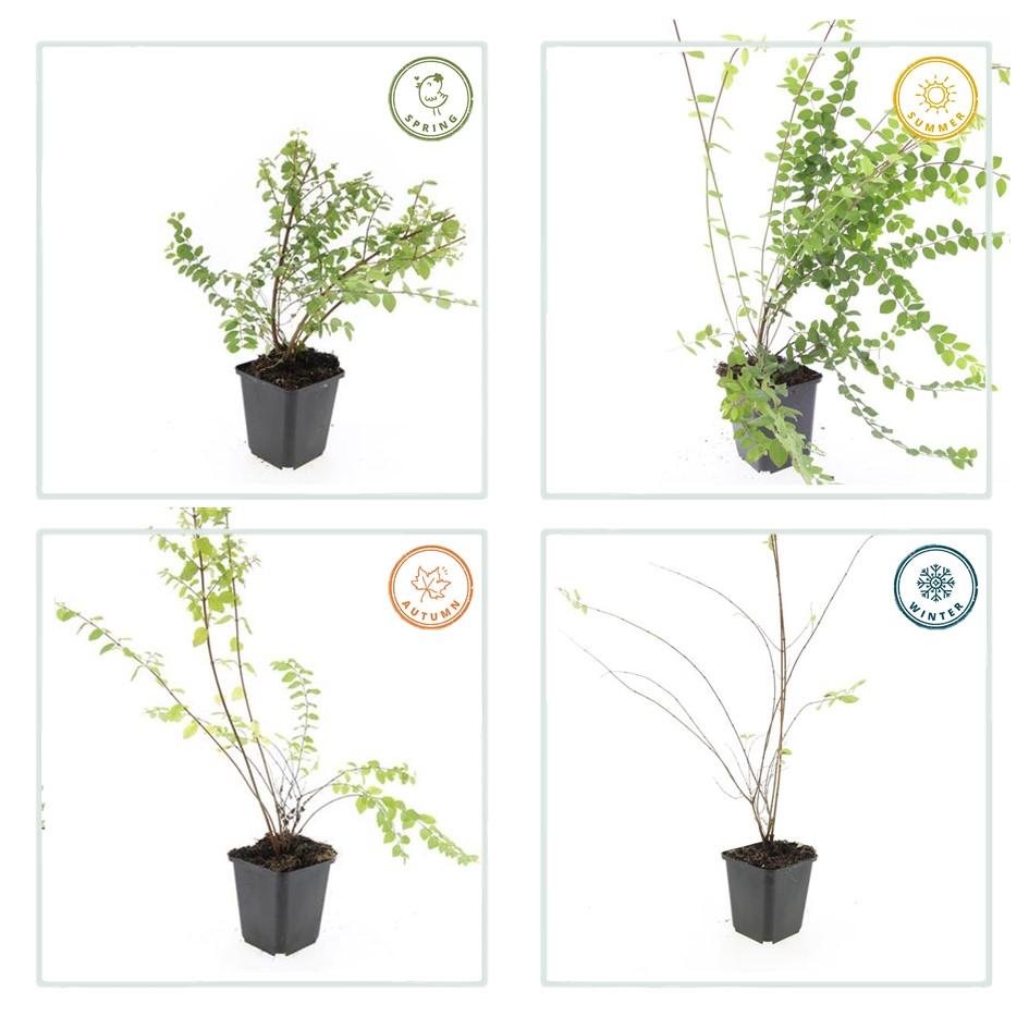 Niedrige Purpurbeere Symphoricarpos ch. 'Hancock' – 6 Pflanzen – Winterharter Strauch – Weiße Blüten & Beeren – Ø9cm – ↕10–25cm – Pflegeleicht & Wetterbeständig 