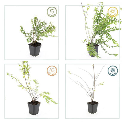 Niedrige Purpurbeere Symphoricarpos ch. 'Hancock' – 6 Pflanzen – Winterharter Strauch – Weiße Blüten & Beeren – Ø9cm – ↕10–25cm – Pflegeleicht & Wetterbeständig 