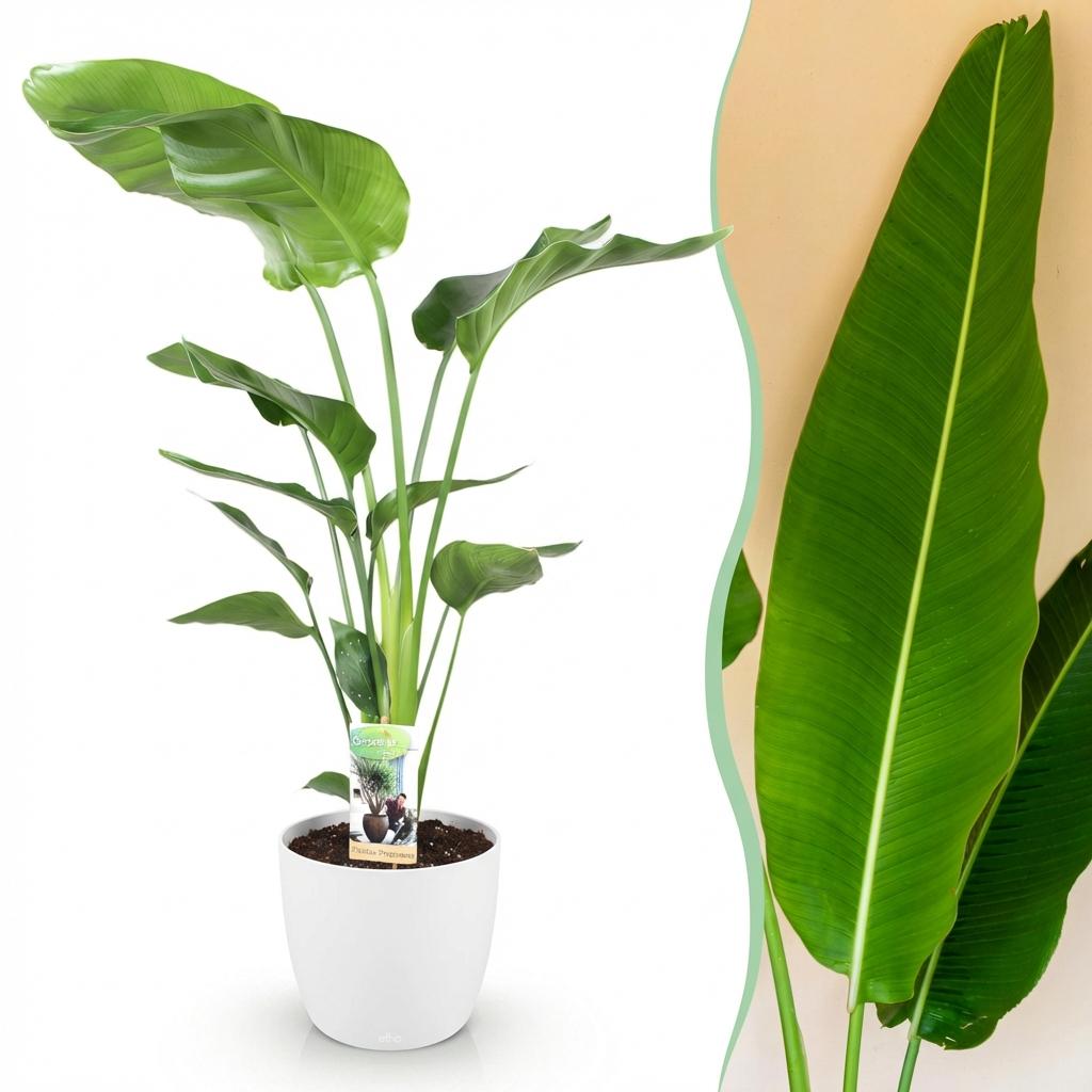 Green boutiQ - Zimmerpflanzen - Strelitzia Nicolai - Paradiesvogelblume - Geringer Pflegeaufwand - Grün - 1 Pflanze - mit Potter Weiß - Topf 21cm - Höhe 110-120cm 