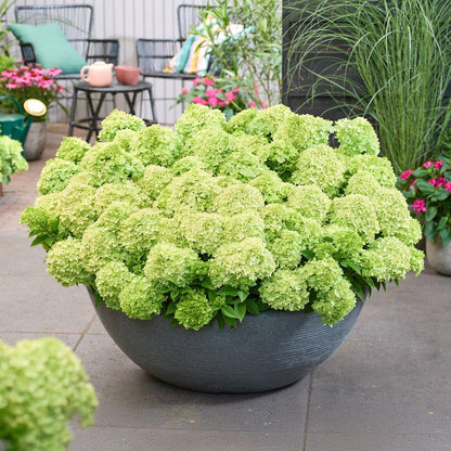 Rispenhortensie Hydrangea paniculata Groundbreaker Greeny 2er Set – frosthart cremeweiß bis grünlich – Ansicht 19