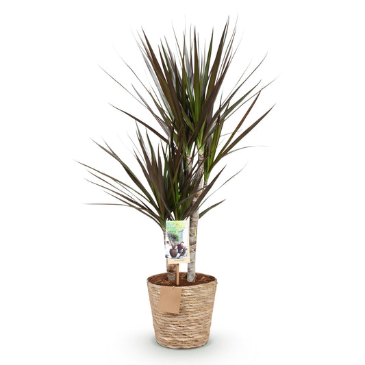 Green boutiQ - Zimmerpflanzen - Dracaena Magenta - Drachenbaum - Wenig Pflege - mit Korb - Rot - 1 Pflanze - Topf 17cm - Höhe 70-80cm 