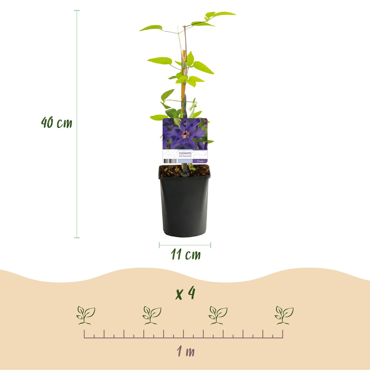 Kletterpflanze Clematis The President – Rosa Blüten – 2 Pflanzen – 11 cm x H40 cm – Bis 3 m – Pflegeleicht – Ideal für Garten, Balkon & Pergola 