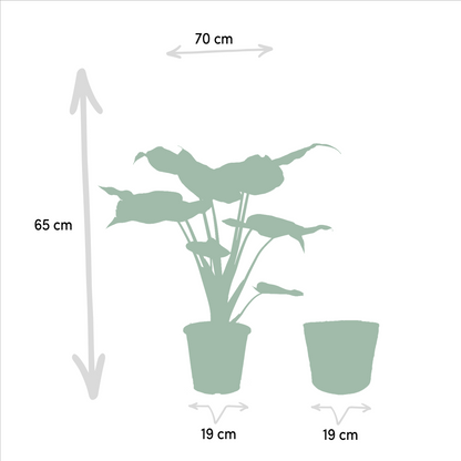 Alocasia Cucullata – Pfeilblatt – Zimmerpflanze – Ø19 cm – ↕65 cm – Mit Korb Selin – Elefantenohr – Luftreinigend – Tropisches Flair 