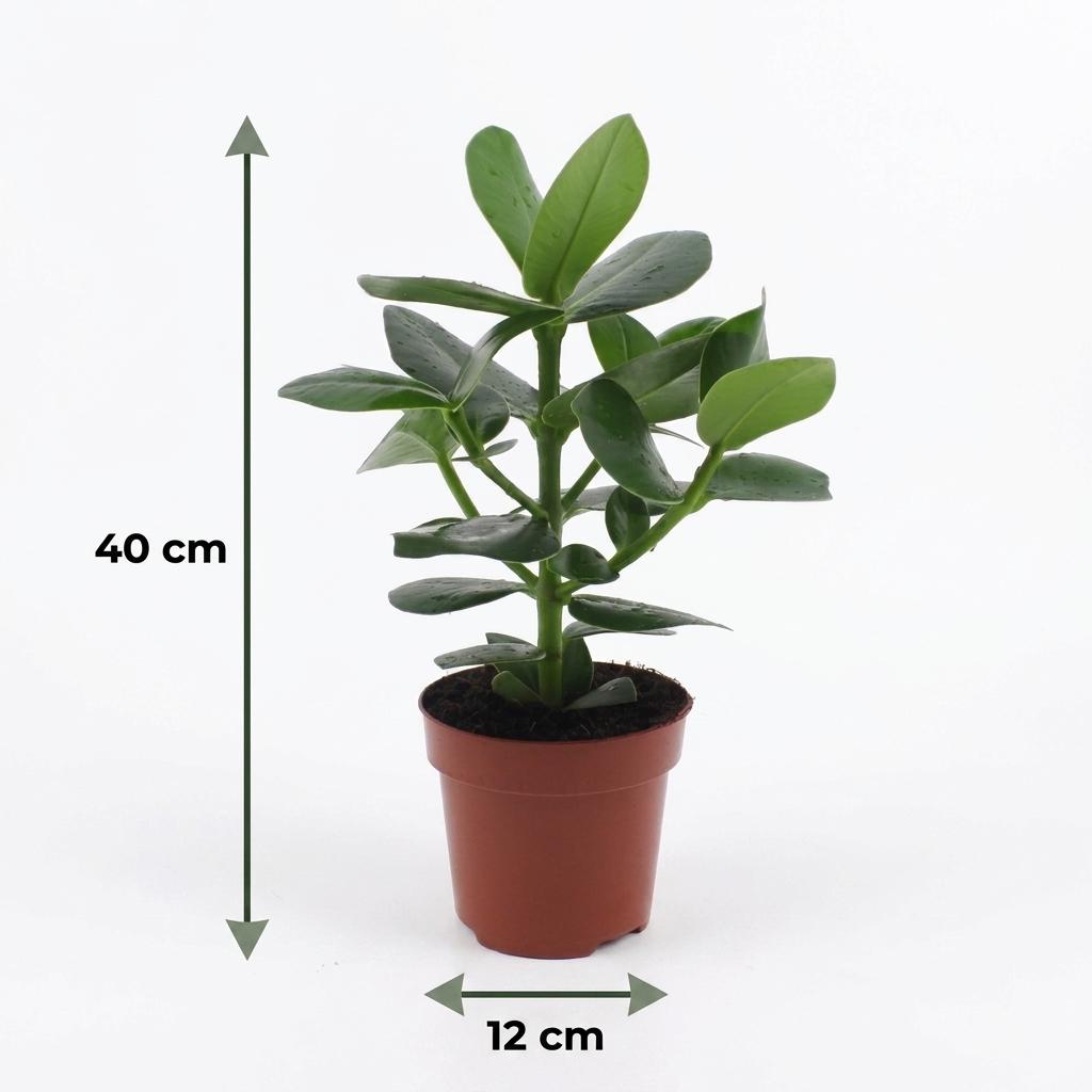Balsamapfel 'Princess' – Clusia 'Princess' – Topf Ø12cm – Höhe 40cm – mit Korb – Dekorative Zimmerpflanze – Ansicht 5
