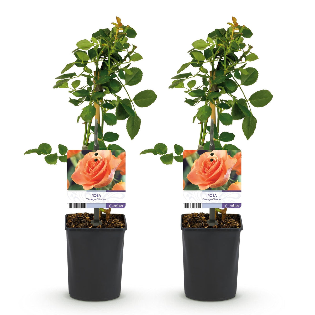 Kletterrose – Rosa Orange Climber – Orange Blüten – 2 Pflanzen – 11cm – Höhe 40cm – Wenig Pflege – Blüte im Sommer 