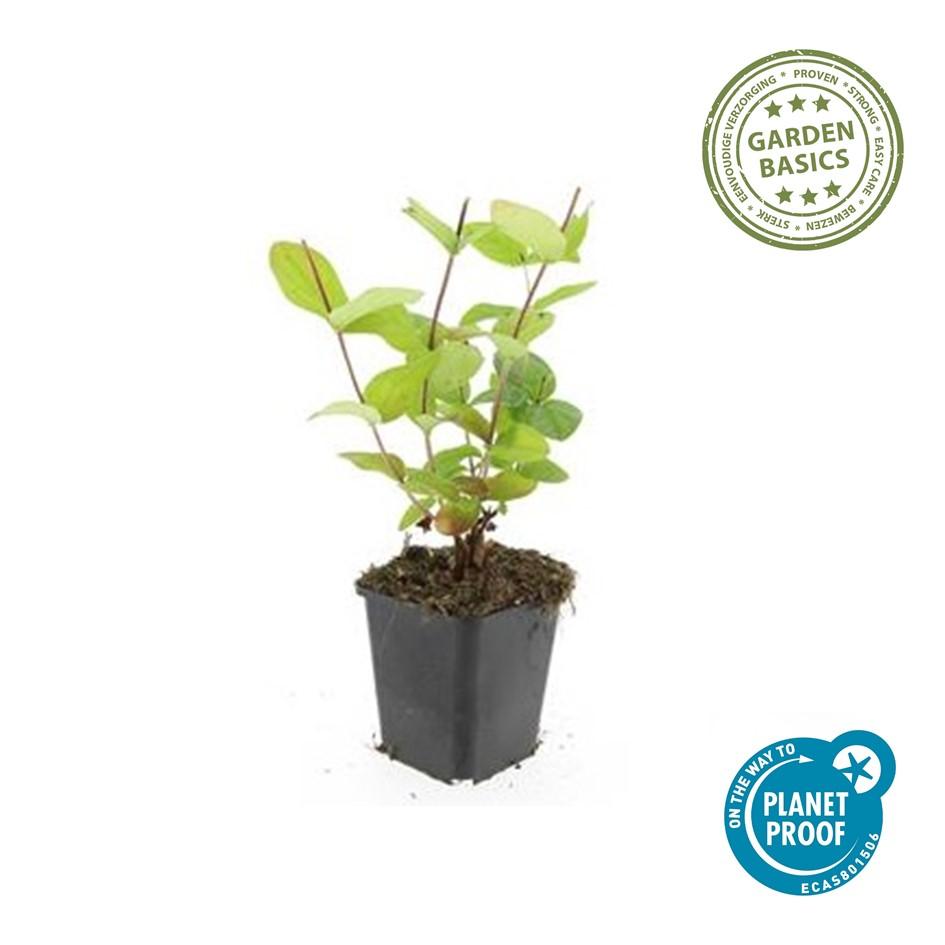 Hypericum inodorum 'Beauty' – 48 Pflanzen – ↕10-25 cm – Ø9 cm – Winterharter Zierstrauch – Gelbe Blüten – Bienenfreundlich – Pflegeleicht 