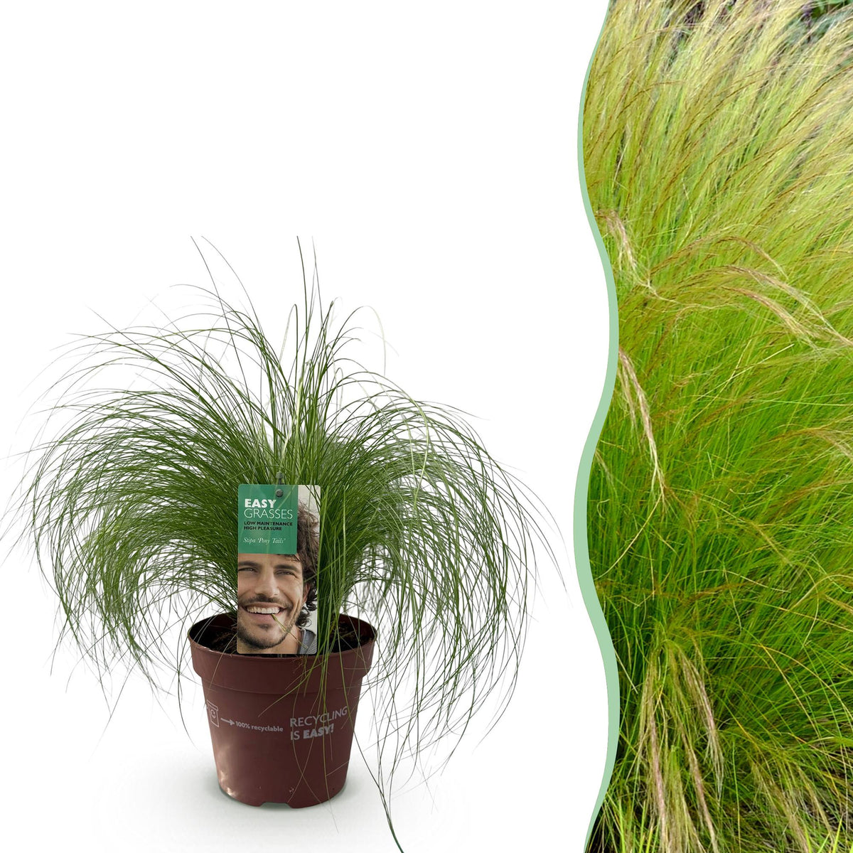 GreenboutiQ - Ziergräser - Stipa tenuifolia Pony Tails - Grün - 1 Pflanze - Immergrün - Winterhart - Topf 17cm Höhe 50cm 