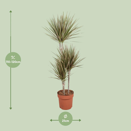 Drachenbaum - Dracaena Bicolor - Zimmerpflanze - Ø21cm - ↕120cm 