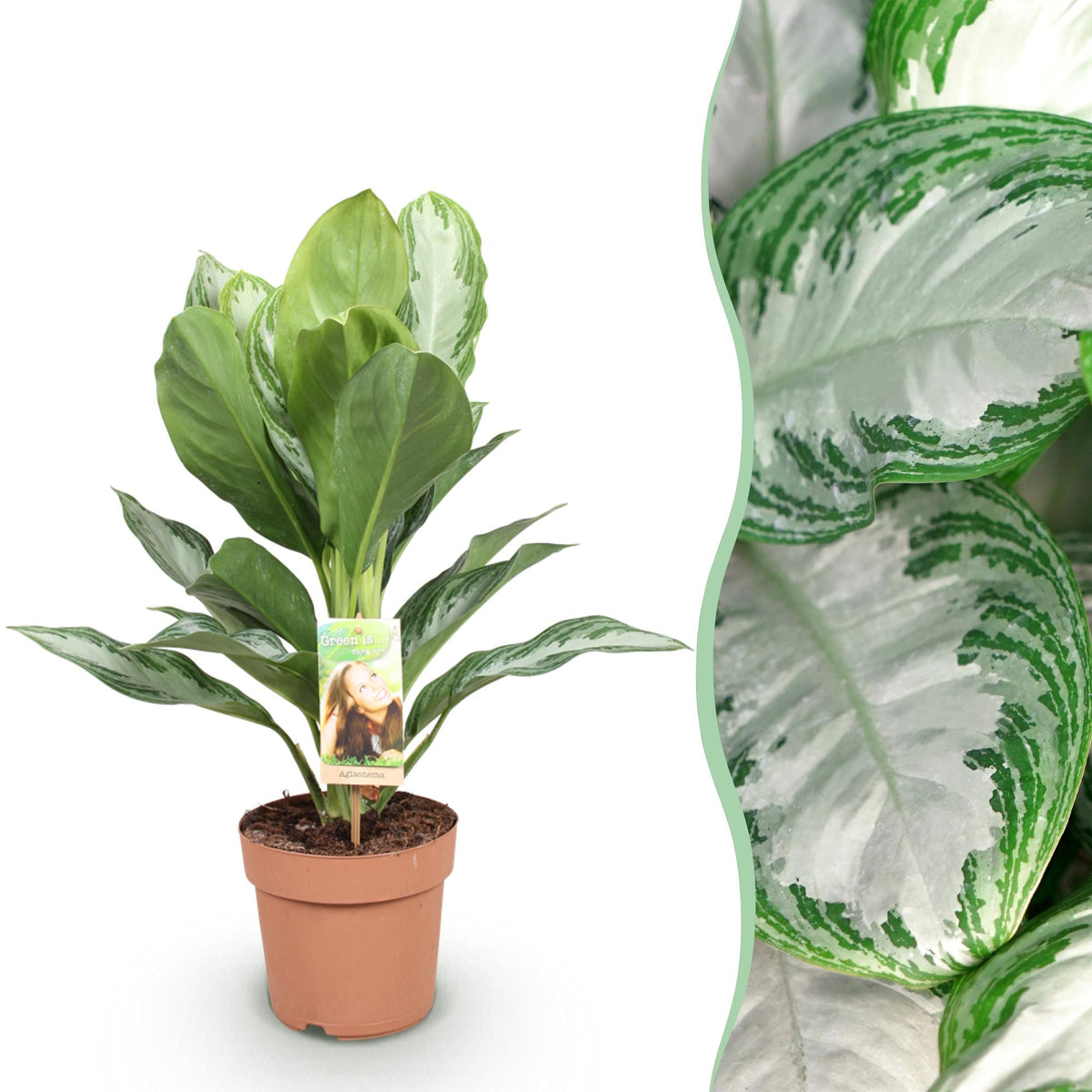Green boutiQ - Zimmerpflanzen - Aglaonema Silver Bay - Silberblatt - Wenig Pflege - Silber - 1 Pflanze - Topf 17cm - Höhe 70-75cm 