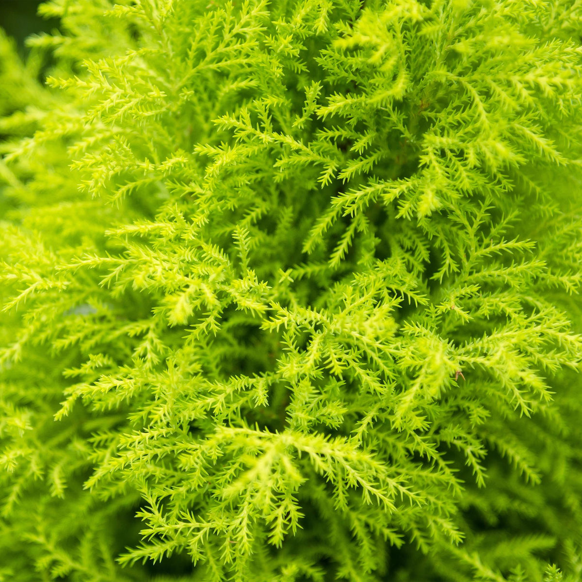 Green boutiQ - Zimmerpflanzen - Cupressus Gold Crest Wilma - Zimmerkoniferen - Wenig Pflege - Grün - 1 Pflanze - Topf 21cm - Höhe 85-95cm 