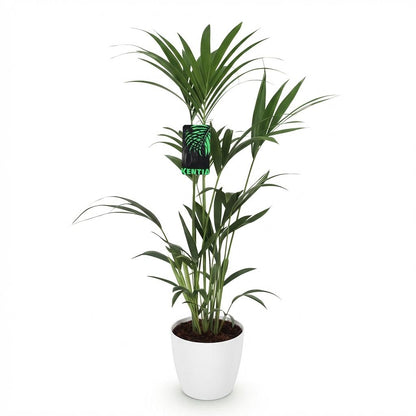 Green boutiQ - Zimmerpflanze - Howea Forsteriana - Kentia-Palme - Wenig Pflege - Grün - 1 Pflanze - mit Potter Weiß - Topf 21cm - Höhe 120-130cm 