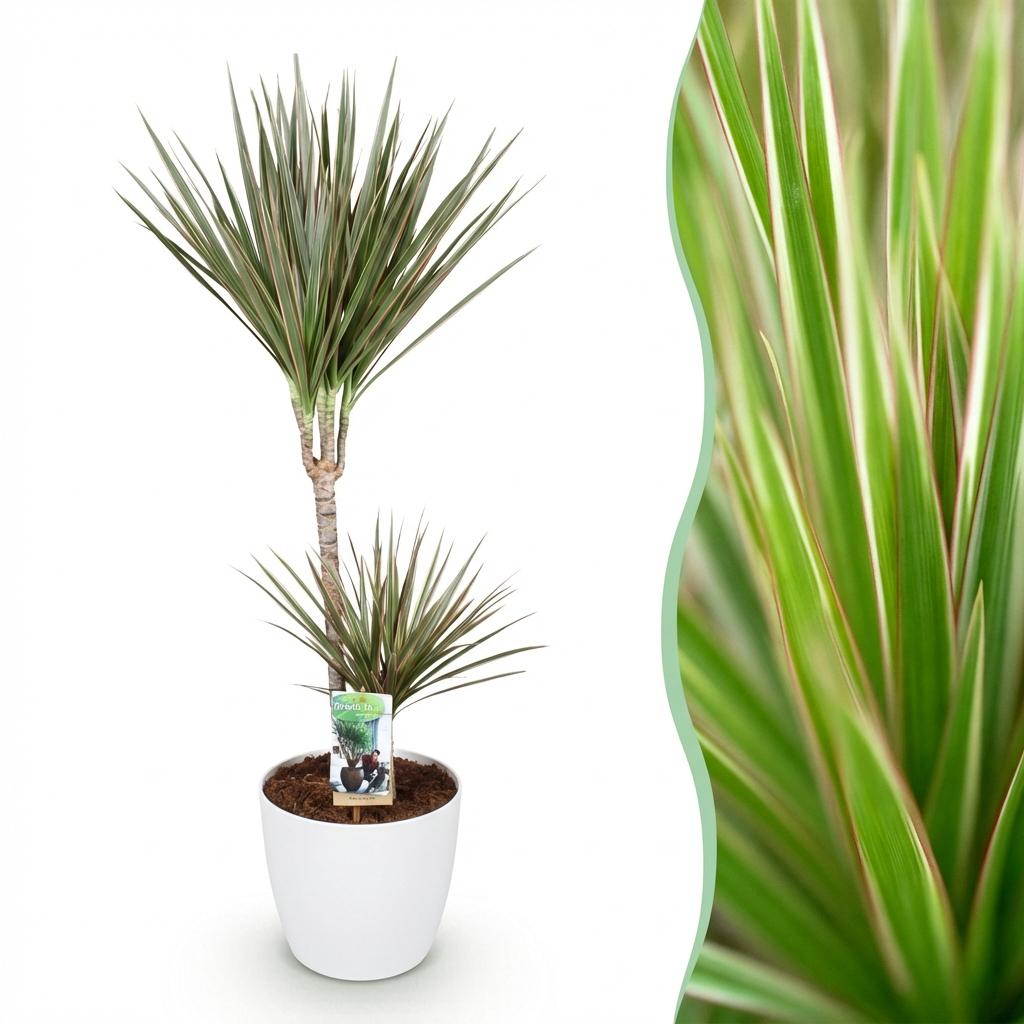 Green boutiQ - Zimmerpflanzen - Dracaena Marginata Bicolor - Drachenbaum - Pflegeleicht - Grün - Braun - 1 Pflanze - mit Potter Weiß - Topf 21cm - Höhe 90-100cm 